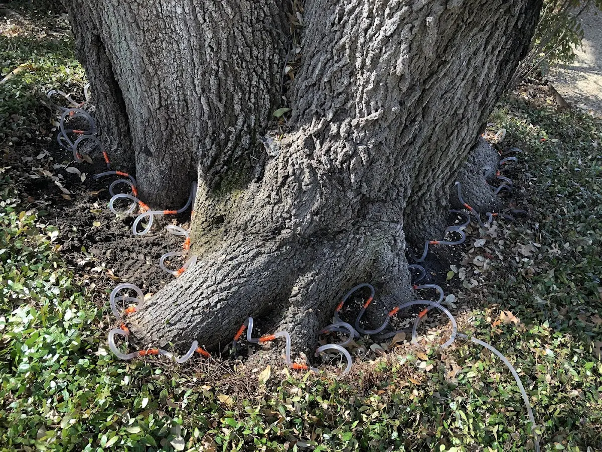 Detailed Tree Cabling and Bracing job site in Dade City